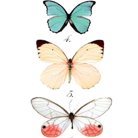 Meet your Posher, Cass - Picture 1 of 1